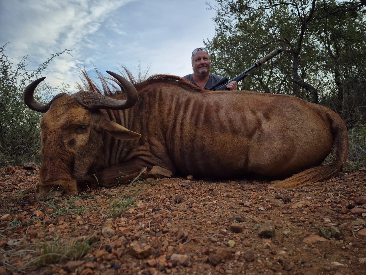 Golden Wildebeest Hunt Africa Hunt Lodge