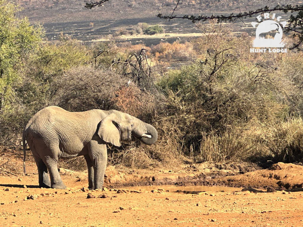 Elephant at Lunch Spot Pilanesberg National Park