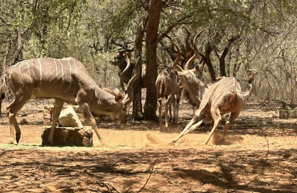 Action from the Pit Blinds at Africa Hunt Lodge