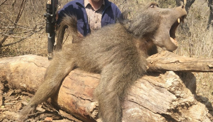 Baboon Hunting at Africa Hunt Lodge